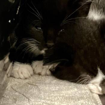 Domestic Short Hair Cats Available for Adoption in Port Charlotte, Florida - 0456-C26 | PetCurious