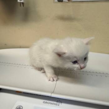 Churu -  Domestic Medium Hair Cat for Adoption in Pasadena, California - Churu | PetCurious