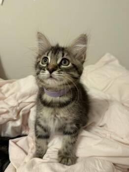 Cranberry -  Domestic Medium Hair Cat for Adoption in The Woodlands, Texas - Cranberry | PetCurious