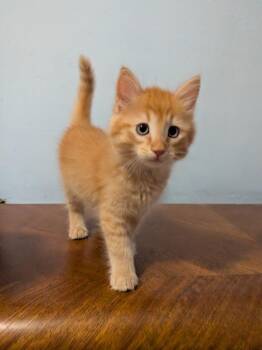 Jif / Skippy -  Domestic Short Hair Cat for Adoption in Minneapolis, Minnesota - Jif / Skippy | PetCurious