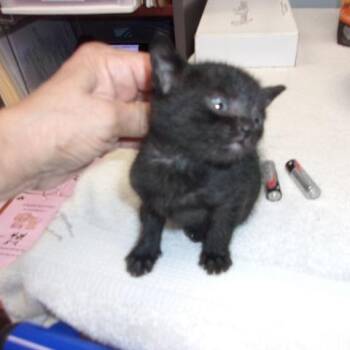 Domestic Short Hair Cats Available for Adoption in Milton, Florida - Black | PetCurious