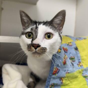 Grace -  Domestic Short Hair Cat for Adoption in Reisterstown, Maryland - Grace | PetCurious