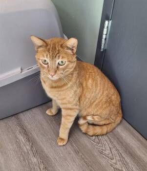 Domestic Short Hair Cats Available for Adoption - MALIKAI | PetCurious