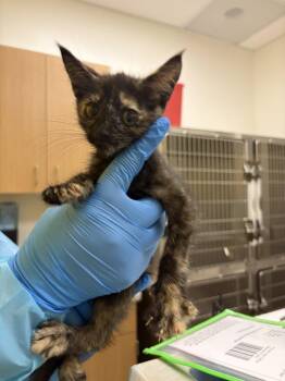 Rue -  Domestic Short Hair Cat for Adoption in Raleigh, North Carolina - Rue | PetCurious
