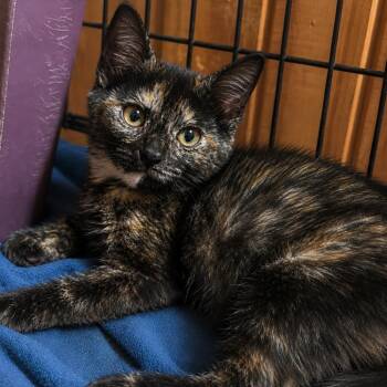 Taffy -  Domestic Short Hair Cat for Adoption in Tylertown, Mississippi - Taffy | PetCurious