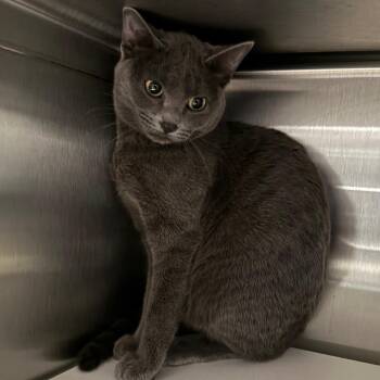 Domestic Short Hair Cats Available for Adoption - Gracie | PetCurious