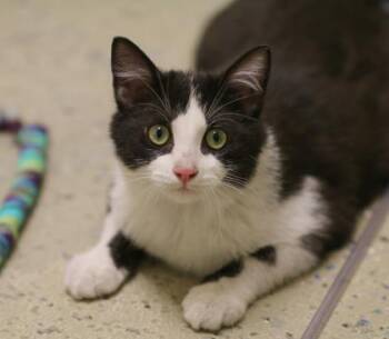 Gizmo -  Domestic Short Hair Cat for Adoption in Verona, Wisconsin - Gizmo | PetCurious