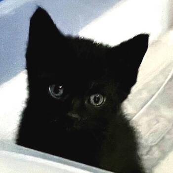 Neptune -  Domestic Short Hair Cat for Adoption in Springboro, Ohio - Neptune | PetCurious