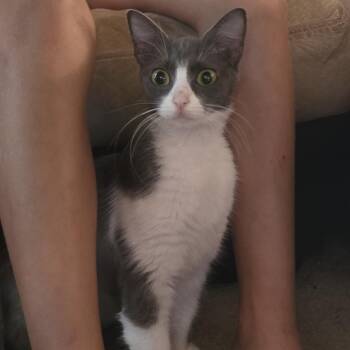 Seraphina -  Domestic Short Hair Cat for Adoption in Cumming, Georgia - Seraphina | PetCurious