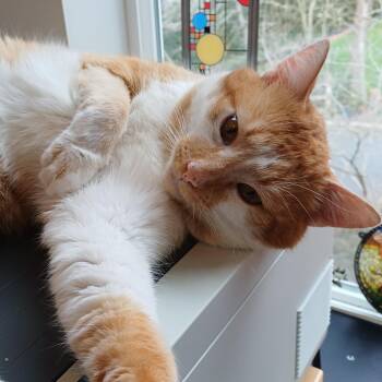 Domestic Short Hair Cats Available for Adoption - Mr. OJ | PetCurious