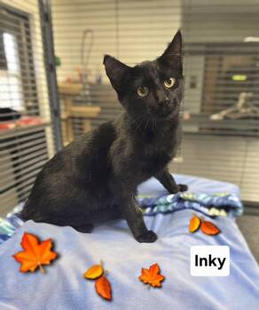 INKY -  Domestic Short Hair Cat for Adoption in Mount Carmel, Illinois - INKY | PetCurious