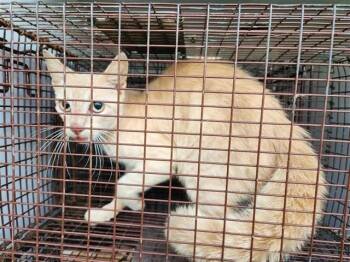 A658502 -  Domestic Short Hair Cat for Adoption in Houston, Texas - A658502 | PetCurious