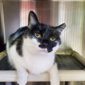 Domestic Short Hair Cats Available for Adoption in Jersey City, New Jersey - Cassandra | PetCurious