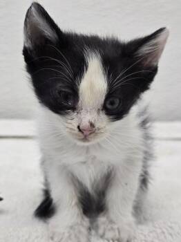 Lelia -  Domestic Short Hair Cat for Adoption in Evansville, Indiana - Lelia | PetCurious