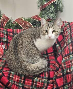 Rescue Tiger Cats for Adoption in Bluffton, Indiana - Lucy | PetCurious