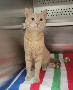 VICTOR -  Domestic Short Hair Cat for Adoption in St. Peters, Missouri - VICTOR | PetCurious