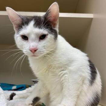 Domestic Short Hair Cats Available for Adoption in Dayton, Ohio - Marlin | PetCurious