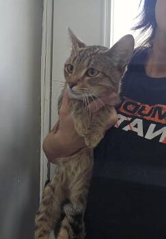 Trip -  Domestic Short Hair Cat for Adoption in Dickson, Tennessee - Trip | PetCurious