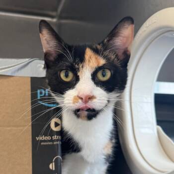 Coco (Petco) -  Domestic Short Hair Cat for Adoption in West Olive, Michigan - Coco (Petco) | PetCurious
