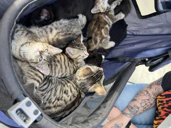 Domestic Short Hair Cats Available for Adoption in Akron, Ohio - Kittens  | PetCurious