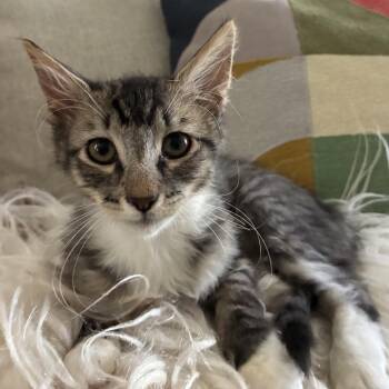 Frankie Conrad -  Domestic Medium Hair Cat for Adoption in Morrison, Colorado - Frankie Conrad | PetCurious
