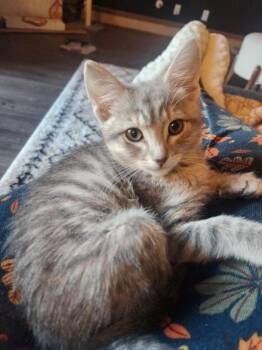 Princess Rose -  Domestic Short Hair Cat for Adoption in Millcreek, Utah - Princess Rose | PetCurious