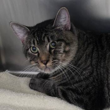 Ringo -  Domestic Long Hair Cat for Adoption in Council Bluffs, Iowa - Ringo | PetCurious