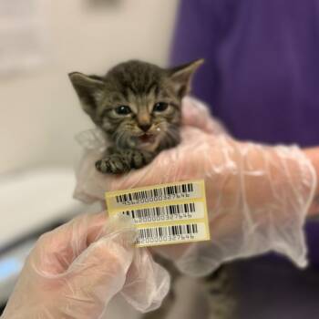 Wind -  Domestic Medium Hair Cat for Adoption in Charleston, West Virginia - Wind | PetCurious