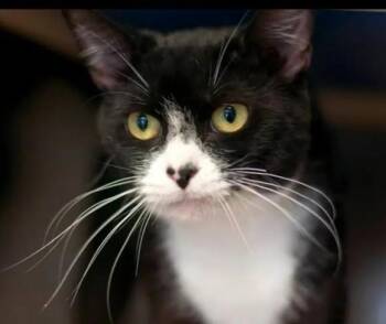 Rescue Domestic Short Hair Cats for Adoption in Hamilton, Ontario - Niko | PetCurious