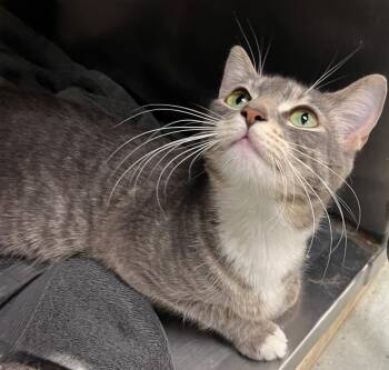 North -  Domestic Short Hair Cat for Adoption in Little Rock, Arkansas - North | PetCurious