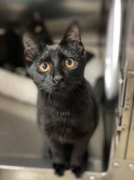 Rescue Domestic Short Hair Cats for Adoption in Collierville, Tennessee - Bianca | PetCurious