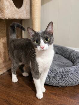 Cara -  Domestic Short Hair Cat for Adoption in Gun Barrel City, Texas - Cara | PetCurious