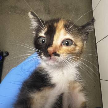 72171 -  Domestic Short Hair Cat for Adoption in Harrisonburg, Virginia - 72171 | PetCurious
