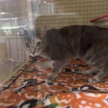 Sweetheart -  Domestic Short Hair Cat for Adoption in Philadelphia, Pennsylvania - Sweetheart | PetCurious