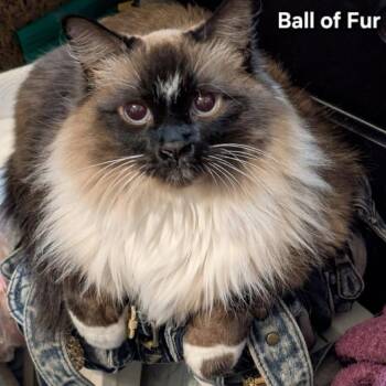 Ball of Fur -  Siamese and Domestic Long Hair Cat for Adoption in Layton, Utah - Ball Of Fur | PetCurious