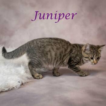 Juniper C26-248 -  Domestic Short Hair Cat for Adoption in Lebanon, Tennessee - Juniper C26-248 | PetCurious