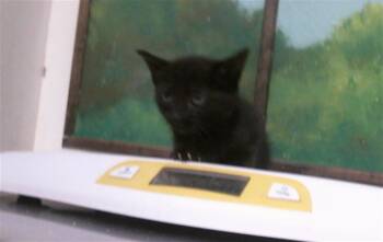 TZIKI -  Domestic Short Hair Cat for Adoption in Houston, Texas - TZIKI | PetCurious