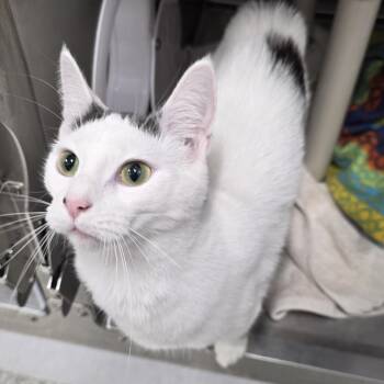 Lola -  Domestic Short Hair Cat for Adoption in Fort Wayne, Indiana - Lola | PetCurious