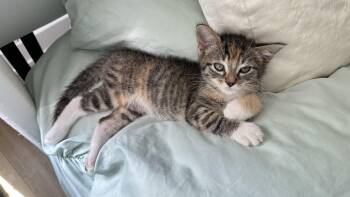 Mimi -  Domestic Short Hair Cat for Adoption in Monticello, Indiana - Mimi | PetCurious