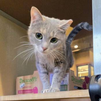 Artemis -  Domestic Short Hair Cat for Adoption in Douglasville, Georgia - Artemis | PetCurious
