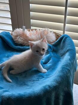 Domestic Short Hair Cats Available for Adoption - A1949963 | PetCurious