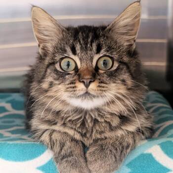 Flap Jack -  Domestic Medium Hair Cat for Adoption in Jefferson, Wisconsin - Flap Jack | PetCurious