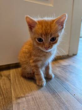 Mixed Signals -  Tabby Cat for Adoption in Columbia, South Carolina - Mixed Signals | PetCurious