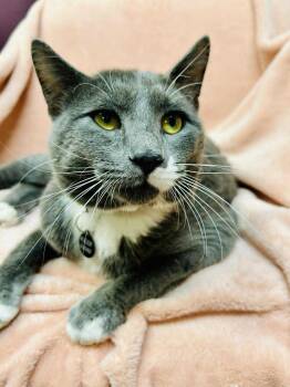 Domestic Short Hair Cats Available for Adoption - Alfonso | PetCurious