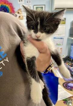 Domestic Long Hair and Domestic Short Hair Cats Available for Adoption in Covington, Louisiana - Meowgaret | PetCurious