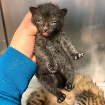Domestic Short Hair Cats Available for Adoption in Chehalis, Washington - Julia Love | PetCurious