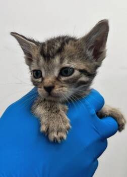 Winston -  Domestic Short Hair Cat Available for Adoption in Hartsville, South Carolina - Winston | PetCurious