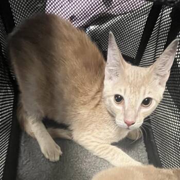 LeFleur -  Domestic Short Hair Cat for Adoption in Philadelphia, Pennsylvania - LeFleur | PetCurious