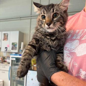 Tiggy -  Domestic Short Hair Cat for Adoption in Huntington, West Virginia - Tiggy | PetCurious