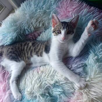 Jujube -  Domestic Short Hair Cat for Adoption - Jujube | PetCurious